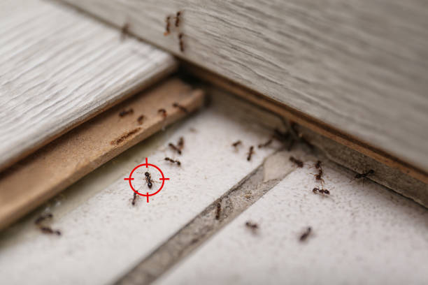Best Exterminator Services  in Vevay, IN